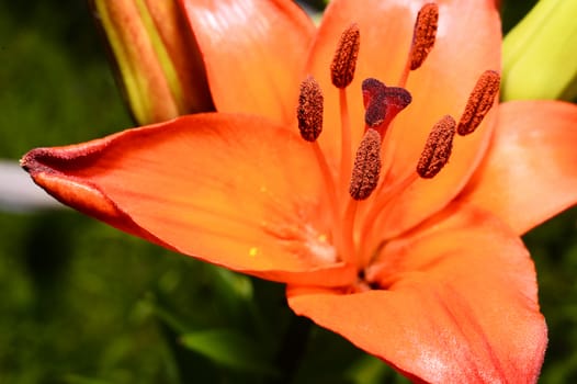 Flowering ornamental yellow lily in the garden closeup.