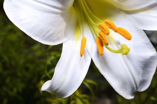 Decorative white lily in the garden closeup.