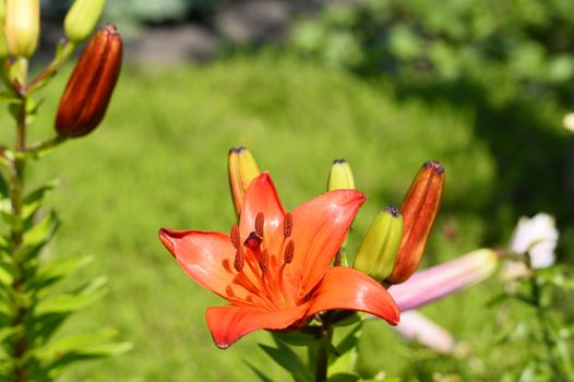 Flowering ornamental yellow lily in the garden closeup.