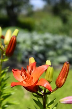 Flowering ornamental yellow lily in the garden closeup.