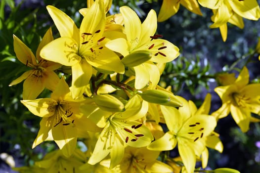 Flowering ornamental yellow lily in the garden closeup.