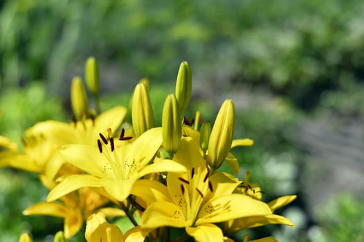 Flowering ornamental yellow lily in the garden closeup.