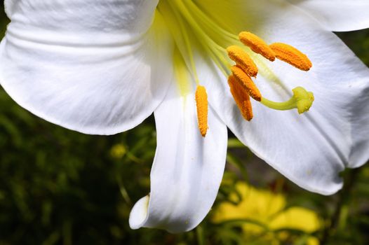 Decorative white lily in the garden closeup.