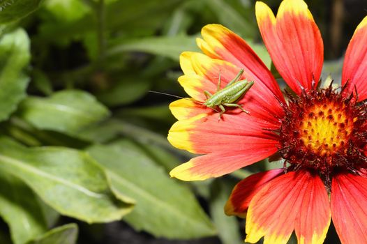 Red Helenium flower close-up with a grasshopper sitting on it
