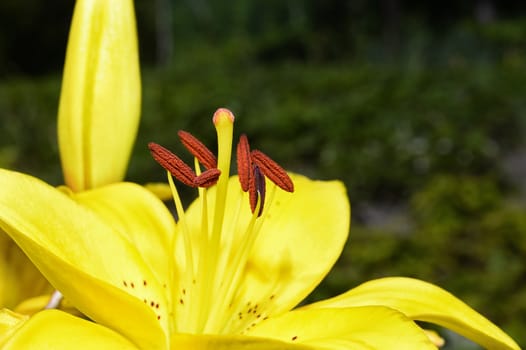 Flowering ornamental yellow lily in the garden closeup.