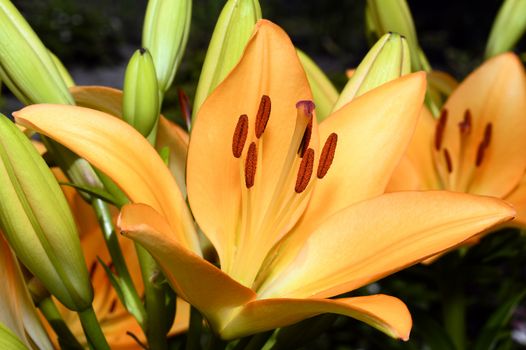 Flowering ornamental yellow lily in the garden closeup.