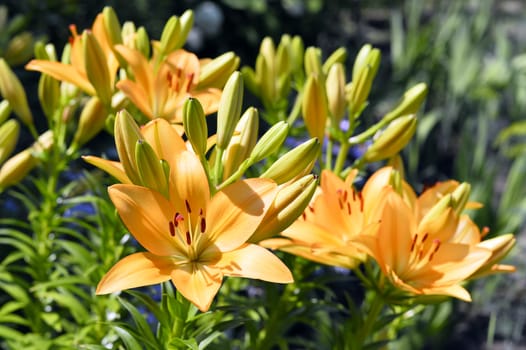 Flowering ornamental yellow lily in the garden closeup.
