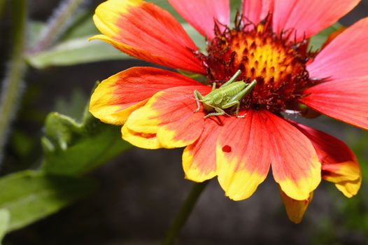 Red Helenium flower close-up with a grasshopper sitting on it