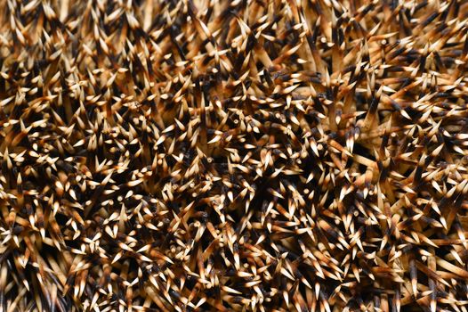Needles of a hedgehog close up, texture