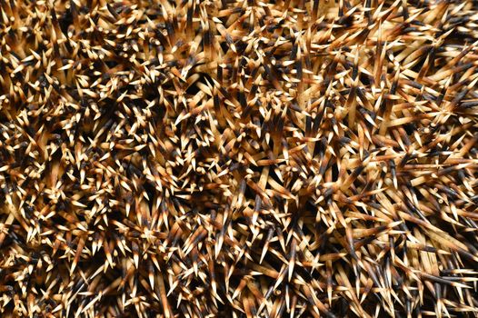 Needles of a hedgehog close up, texture