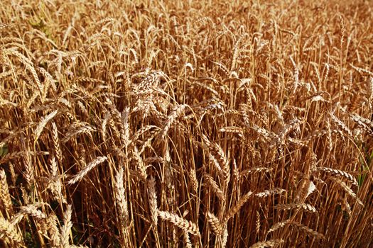 Field of yellow wheat at sunny day, harvesting time