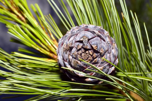 Pine branch on a branch close-up coniferous tree.