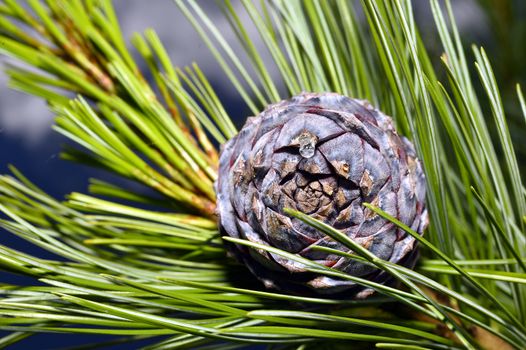 Pine branch on a branch close-up coniferous tree.