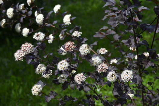 Blooming spring bush physocarpus diabolo in the garden.