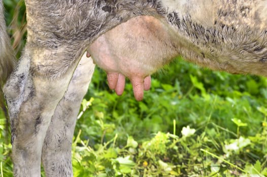 Rural udder cows grazing on a green meadow, close-up.