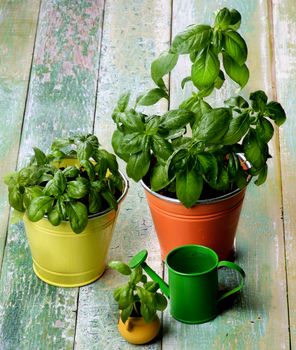 Fresh Green Lush Foliage Basil in Various Flower Pots with Green Catering Can closeup on Cracked Wooden background