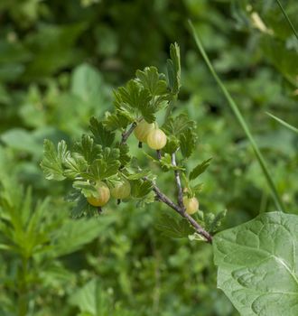 large gooseberries grow on a bush with green leaves