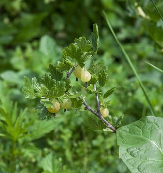 large gooseberries grow on a bush with green leaves