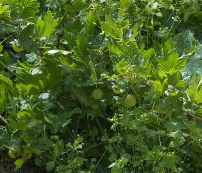 large gooseberries grow on a bush with green leaves