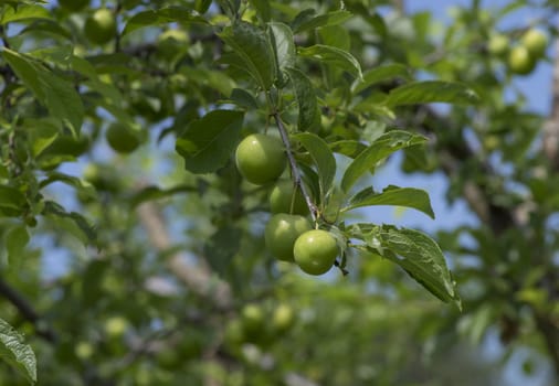 Large green fruit hanging on the tree branch