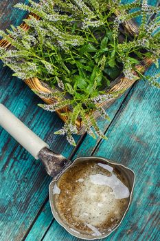Tub with flowering medicinal mint on wooden background and pitcher of water