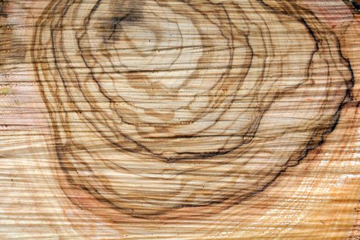 Olive wood brown texture background