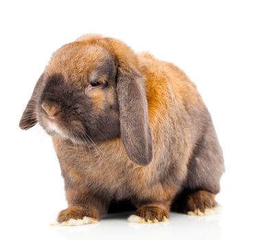 Isolated image of a brown rabbit.