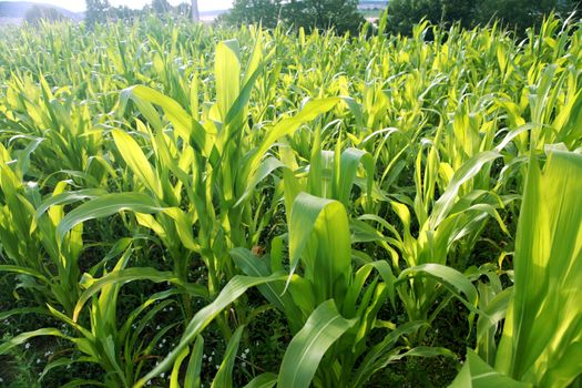 A green field of corn growing up