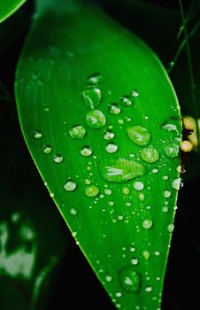 photo image with leaf and drops