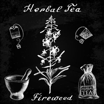 Willow herb, Chamerion, fireweed, hand drawn sketch botanical illustration. Vector drawing. Herbal tea elements - tea bag, bag, mortar and pestle. Lettering in English. Effect chalk board