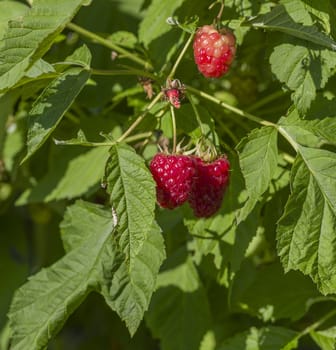 ripe red raspberries growing on the bush with green leaves
