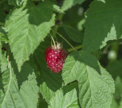 ripe red raspberries growing on the bush with green leaves