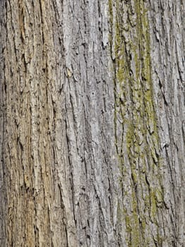 Textured tree bark, background