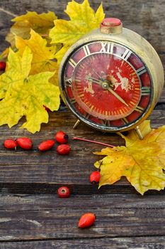 Old retro alarm clock,maple autumn leaf and rose hips on wooden background
