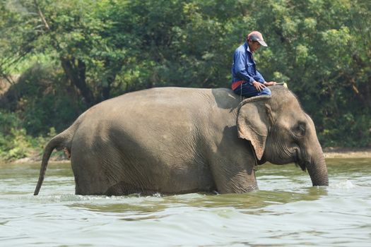 LUANG PRABANG, LAOS - FEBRUARY 12, 2016: Man riding a working elephant on February 12 in Laos, South East Asia