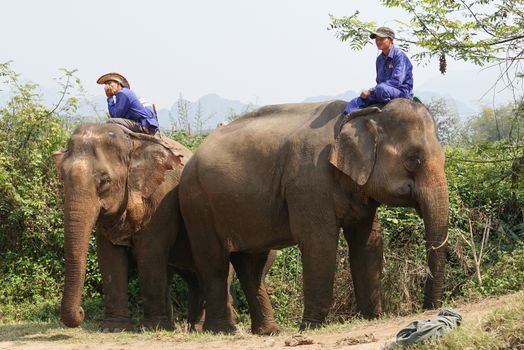 LUANG PRABANG, LAOS - FEBRUARY 12, 2016: Men riding a working elephants on February 12 in Laos, South East Asia