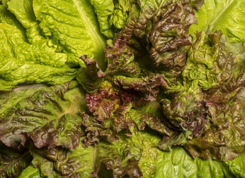 Fresh lettuce, close up. Corrugated leaves on entire background