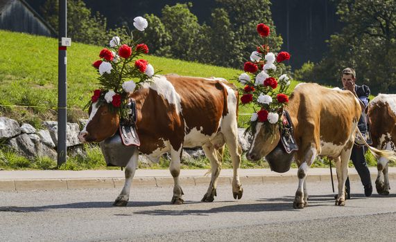 Charmey, Fribourg, Switzerland - 26 September 2015 : Farmers with a herd of cows on the annual transhumance at Charmey near Gruyeres, Fribourg zone on the Swiss alps