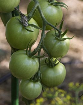Bunch of green tomatoes growing on a bush in the garden in the garden