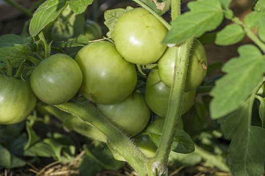 Bunch of green tomatoes growing on a bush in the garden in the garden