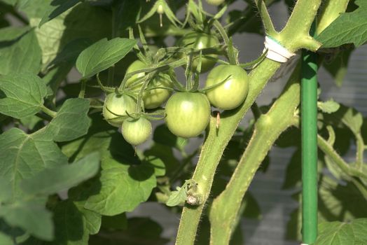 Bunch of green tomatoes growing on a bush in the garden in the garden