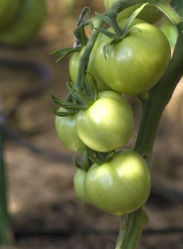 Bunch of green tomatoes growing on a bush in the garden in the garden
