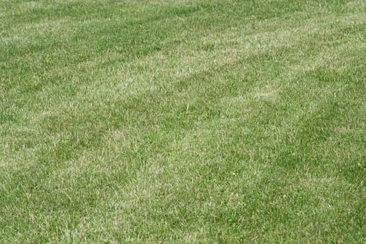 even trimmed lawn of green grass looks like background