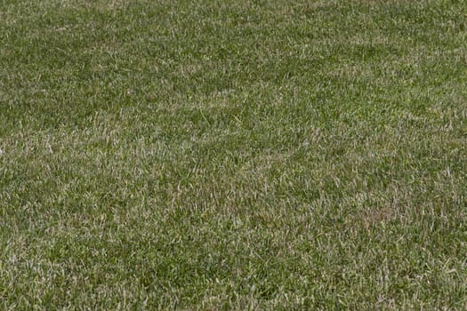 even trimmed lawn of green grass looks like background