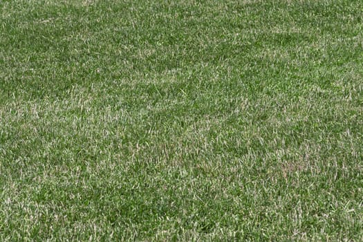 even trimmed lawn of green grass looks like background