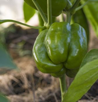 green peppers growing in the ground on a bed in a kitchen garden