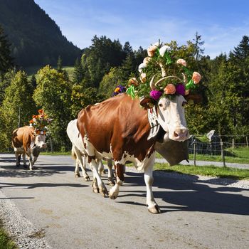Farmers with a herd of cows on the annual transhumance at Charmey near Gruyeres, Fribourg zone on the Swiss alps