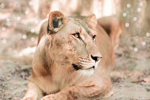 portrait the animal African lioness lying close-up