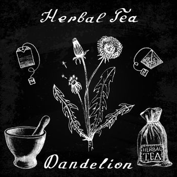 Dandelion hand drawn sketch botanical illustration. Vector drawing. Herbal tea elements - tea bag, bag, mortar and pestle. Medical herbs. Lettering in English languages. Effect chalk board