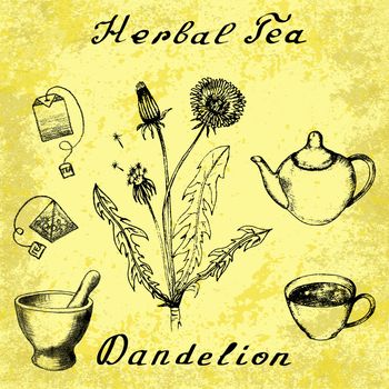 Dandelion hand drawn sketch botanical illustration. Vector drawing. Herbal tea elements - cup, teapot, kettle, tea bag, bag, mortar and pestle. Medical herbs. Lettering in English. Grunge background